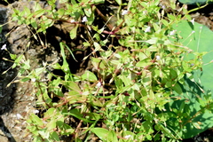 Lindernia procumbens