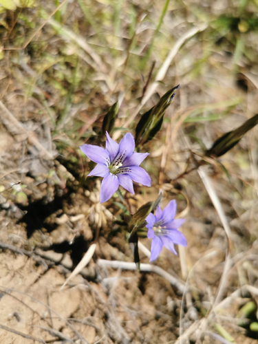 Gentiana lineolata observed 2023-11-03