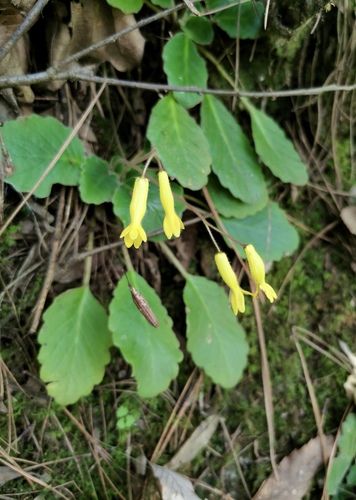 Oreocharis aurantiaca