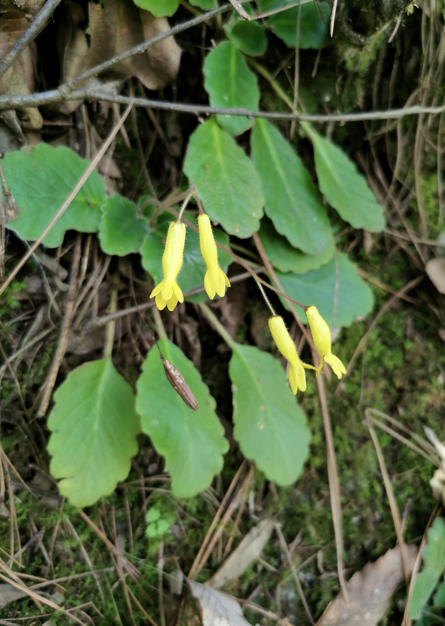 Oreocharis aurantiaca