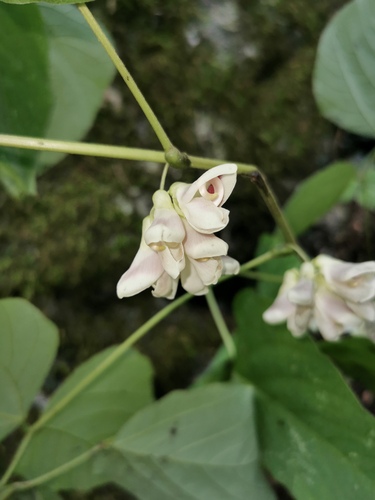 Cochlianthus montanus