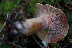 Lactarius rubrilacteus