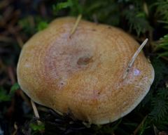 Lactarius rubrilacteus