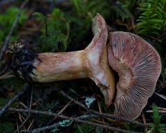 Lactarius rubrilacteus