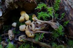 Cudonia circinans