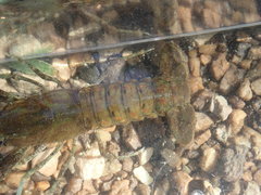 Procambarus spiculifer