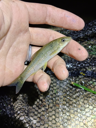 Pseudogyrinocheilus prochilus
