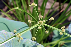 Cyperus difformis