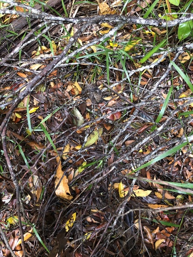 Australian Scrub Python sighting