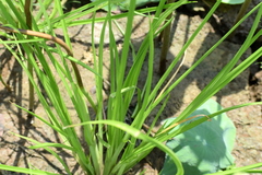 Cyperus difformis