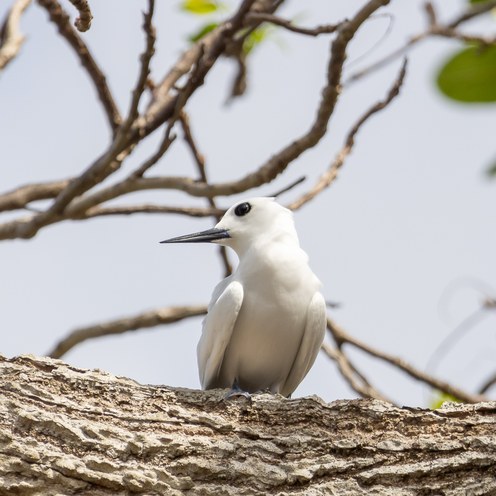 Atlantic White Tern