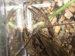 Procambarus spiculifer