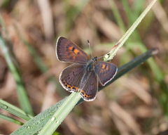 Lycaena helle