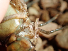 Procambarus spiculifer