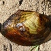 Chinese Pond Mussel - Photo (c) Peter, some rights reserved (CC BY-NC), uploaded by Peter