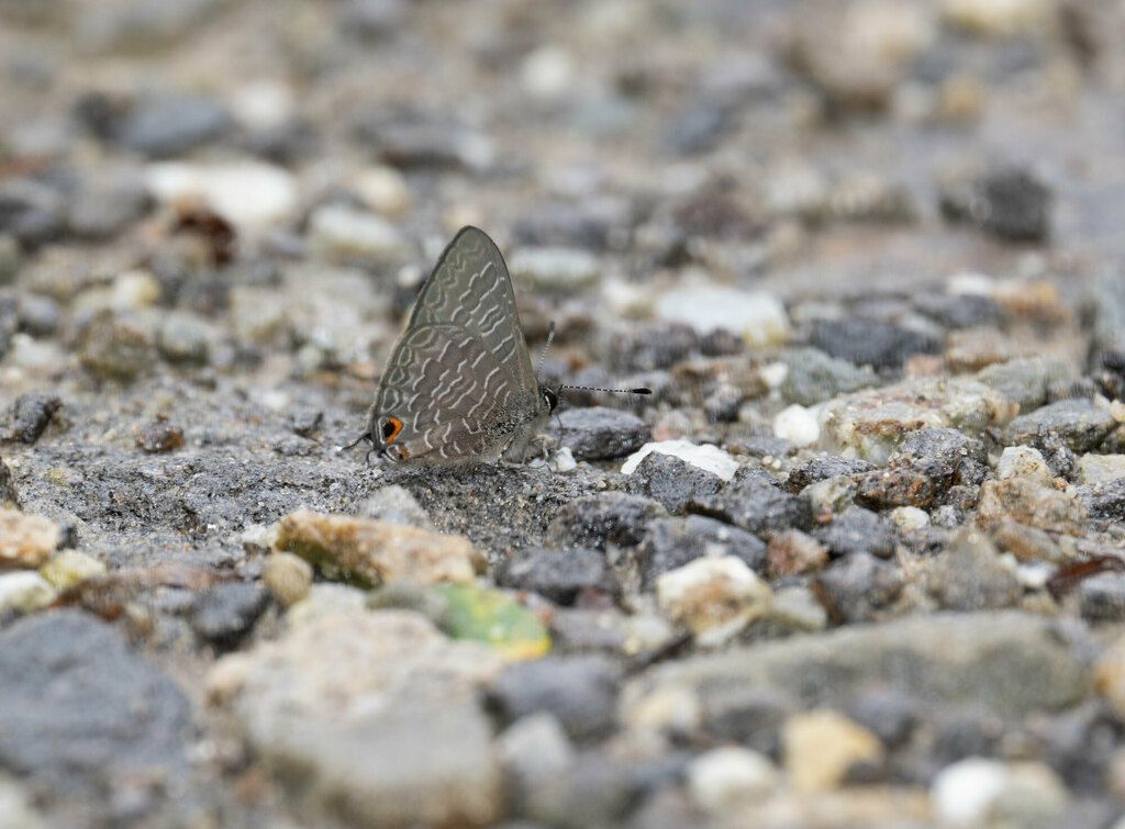 Paraduba siwiensis (Paraduba siwiensis)