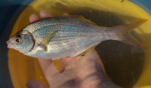 Sharpnose seaperch (Phanerodon atripes) — Embiotocidae — 3
