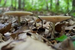 Melanoleuca alboflavida