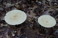 Melanoleuca alboflavida