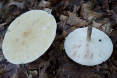 Melanoleuca alboflavida