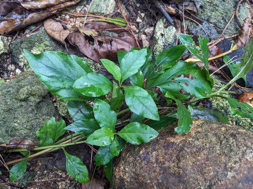 Lysimachia sikokiana iNat (1)