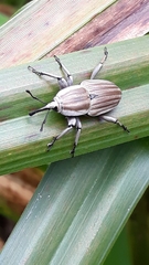 Sphenophorus aequalis