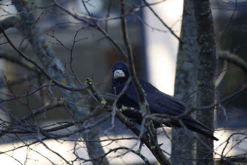 Graja (Corvus frugilegus)