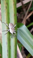 Sphenophorus aequalis