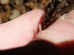 Procambarus spiculifer