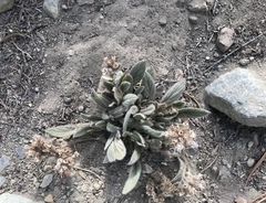 Phacelia hastata compacta