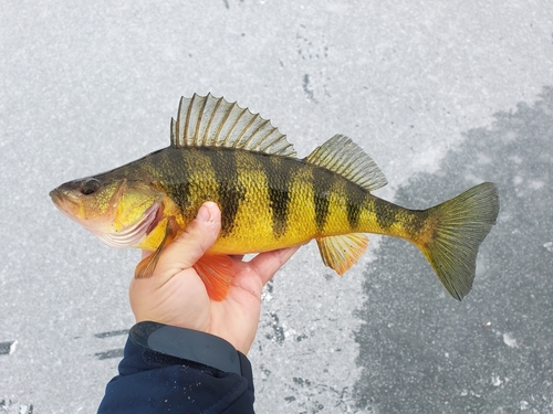 Yellow Perch