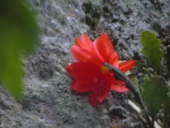 Disocactus ackermannii