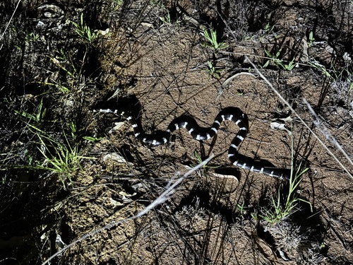 Eastern Bandy Bandy sighting