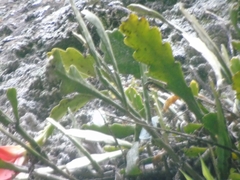 Disocactus ackermannii