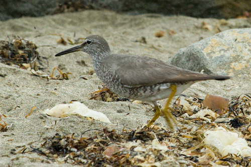 Wandering Tattler