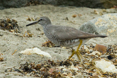 Wandering Tattler photo 5