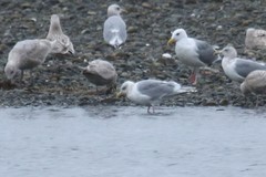 Larus glaucoides kumlieni