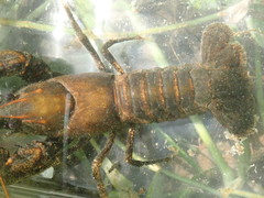 Cambarus halli