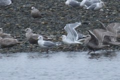 Larus glaucoides kumlieni