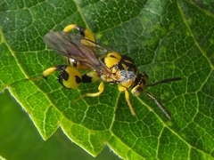 Conura amoena
