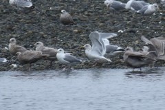 Larus glaucoides kumlieni