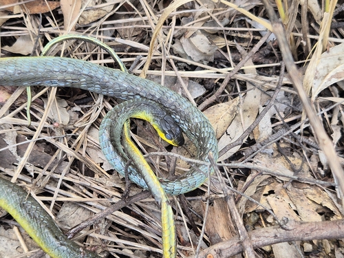Common Tree Snake sighting