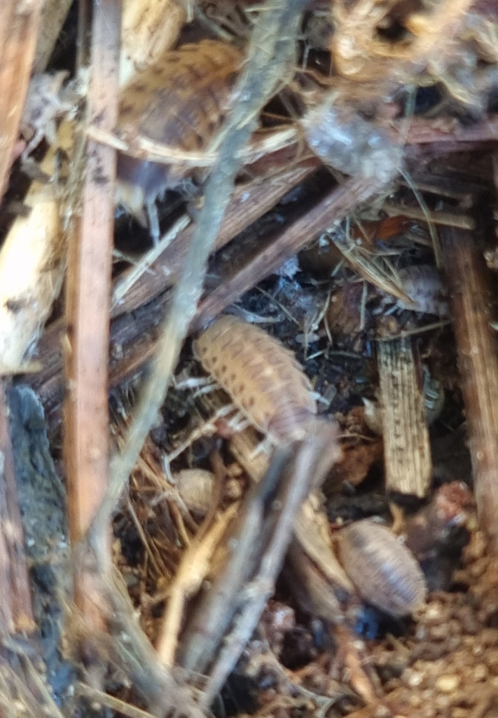 Lamellated Woodlouse
