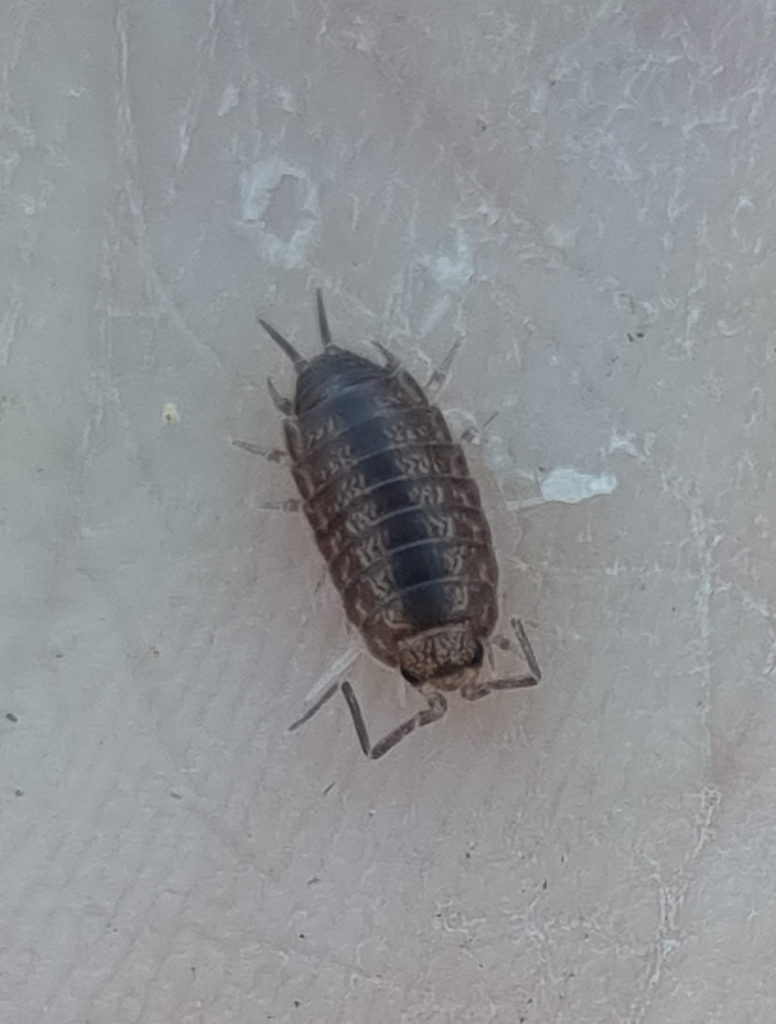 Halophiloscia couchii