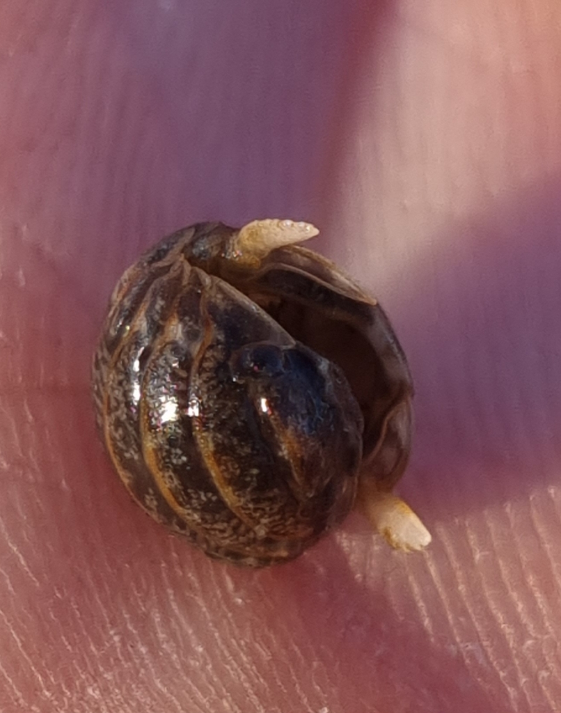 Sphaeroma serratum