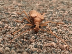 Centrodera