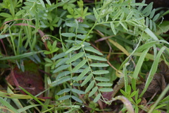 Vicia cassubica
