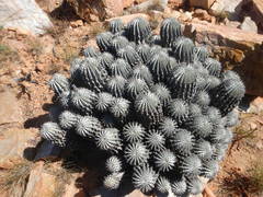 Euphorbia polygona