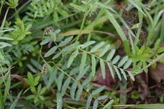 Vicia cassubica