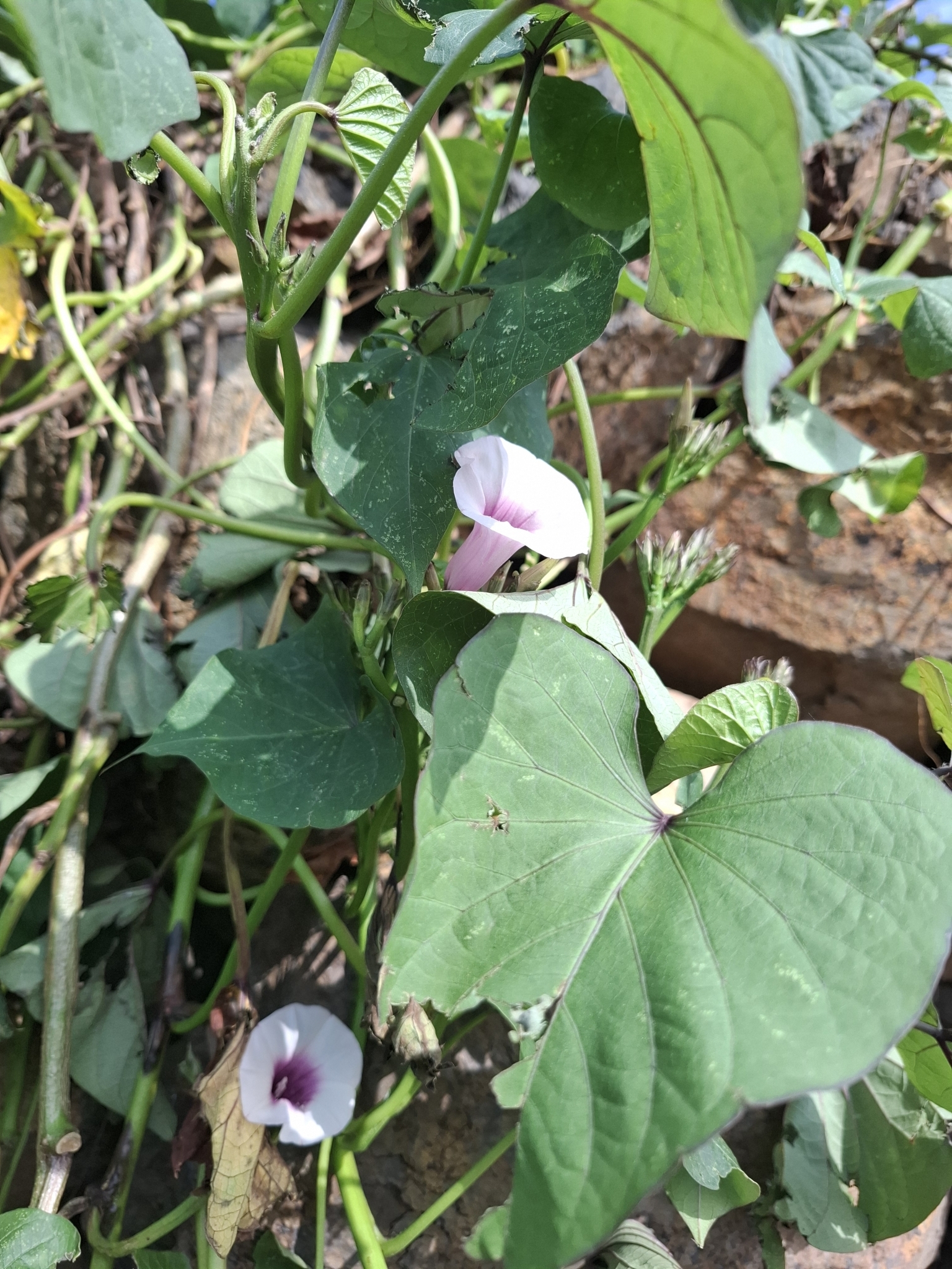 Camote de bejuco
